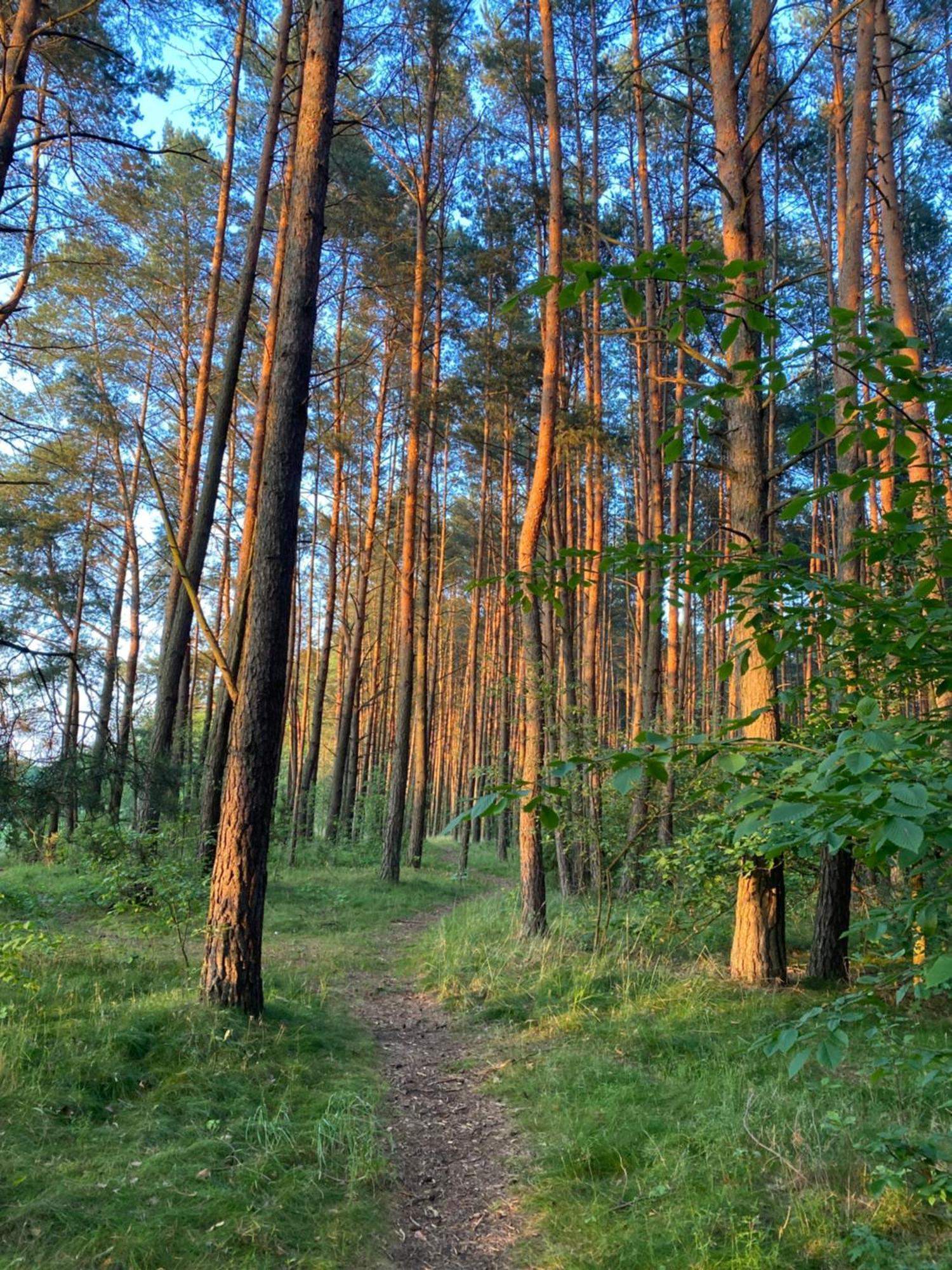 Przytulny Domek W Lesie Blisko Rzeki Ryczywol  Esterno foto